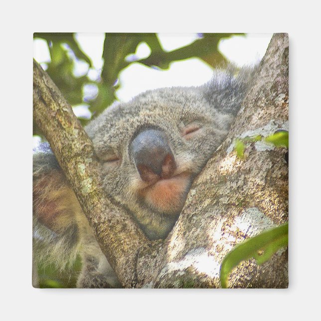 Sleeping Koala Bear Magnet (Front)