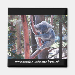 Sleeping Koala Magnet