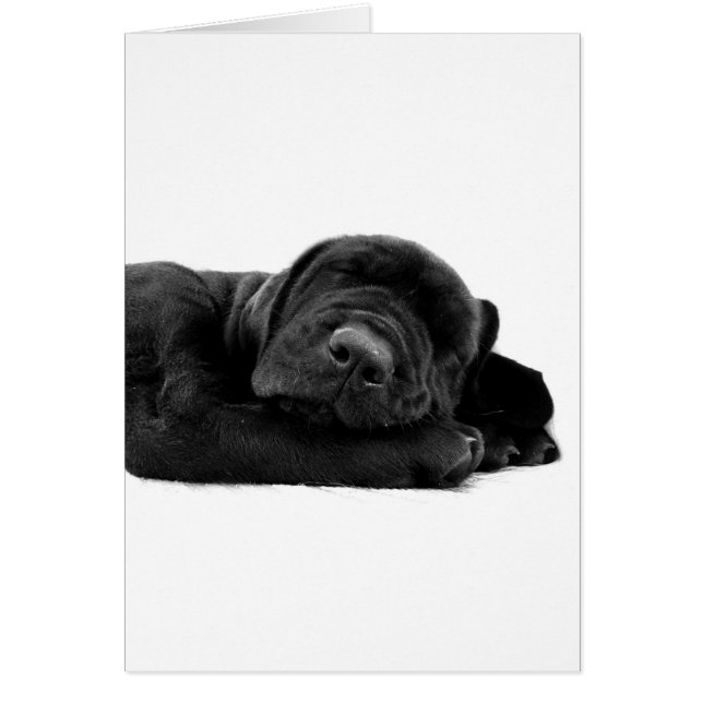 Sleeping Lab Card (Front)