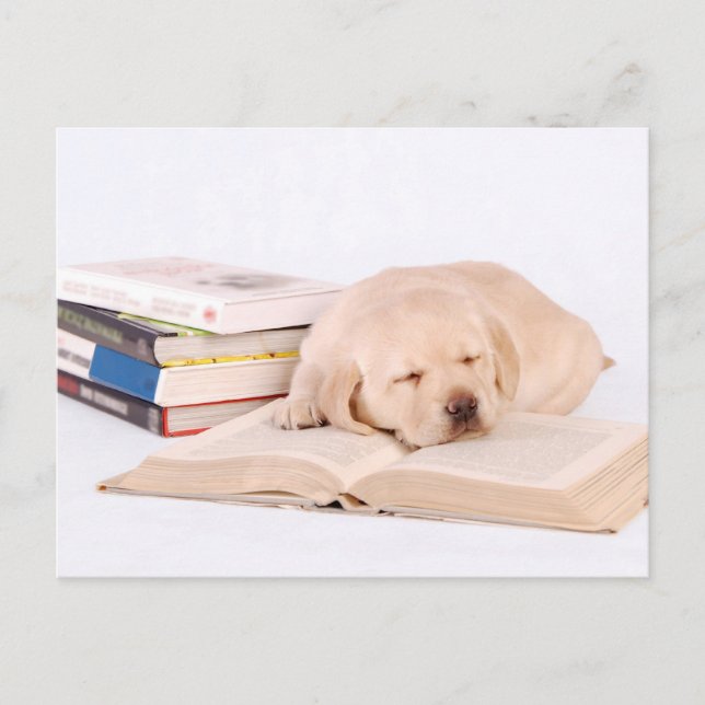 Sleeping Lab Postcard (Front)