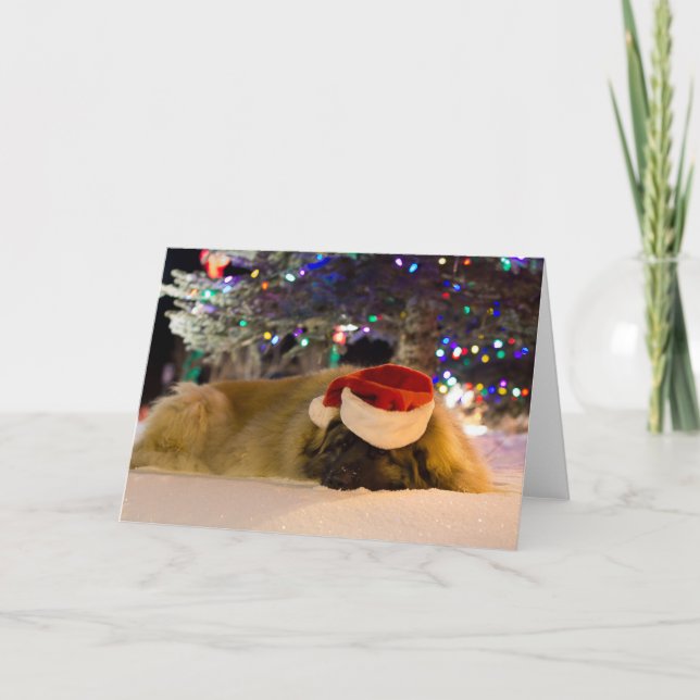 Sleeping Leonberger Christmas card (Front)