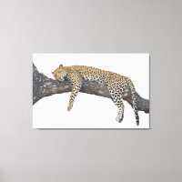 Sleeping Leopard