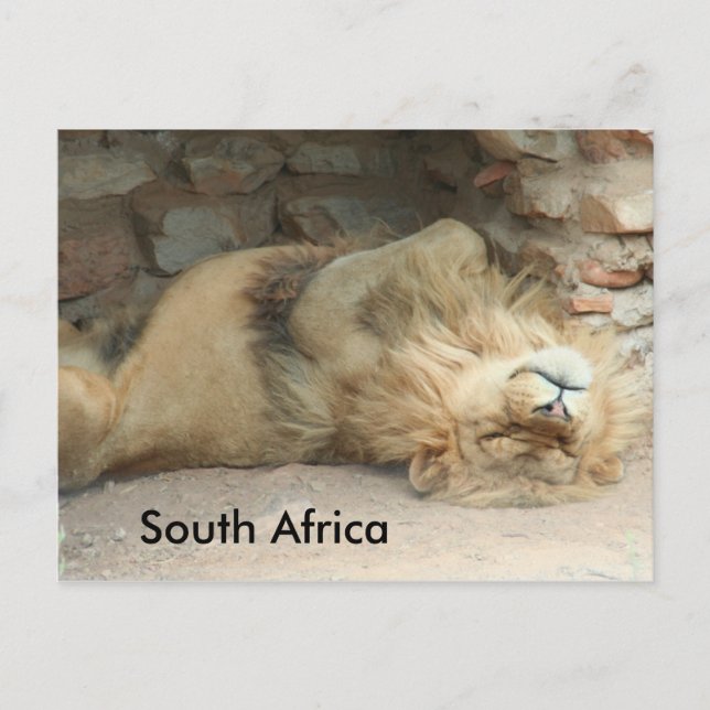 Sleeping Lion Postcard (Front)