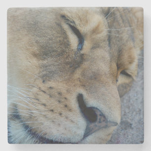 Sleeping Lioness Stone Coaster