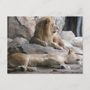 Sleeping Lions Photograph Postcard