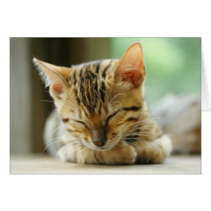 Sleeping Little Baby Kitty