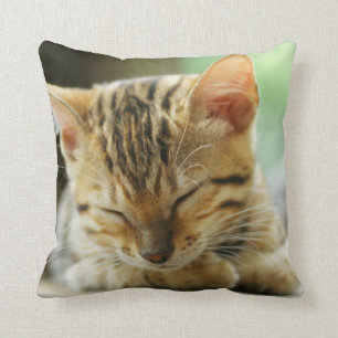 Sleeping Little Baby Kitty Cushion