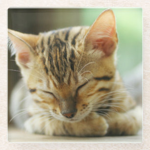 Sleeping Little Baby Kitty Glass Coaster