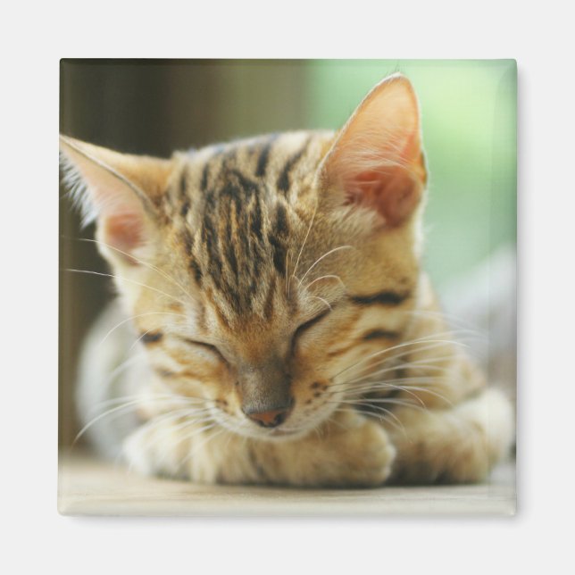 Sleeping Little Baby Kitty Magnet (Front)