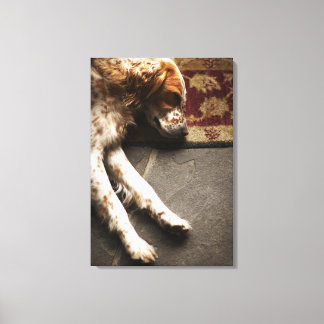 Sleeping Llewelyn setter Canvas Print