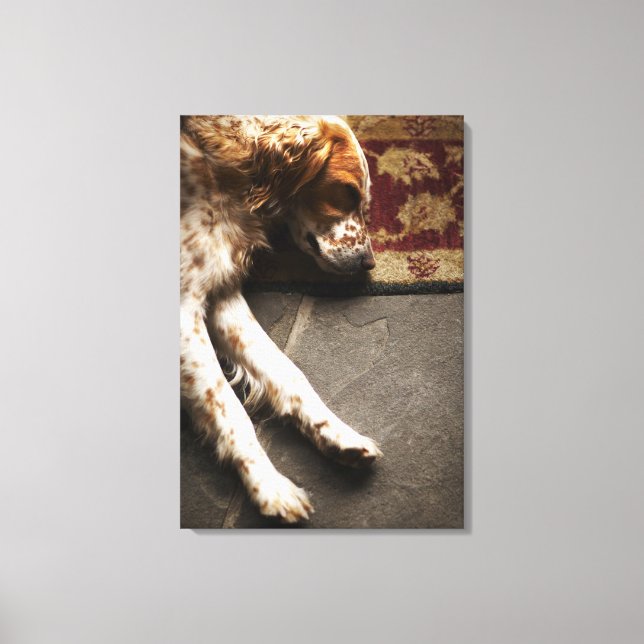 Sleeping Llewelyn setter Canvas Print (Front)