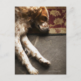 Sleeping Llewelyn setter Postcard