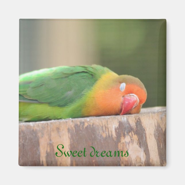 Sleeping love bird magnet (Front)