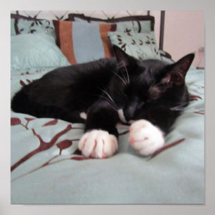 Sleeping Lucy Poster