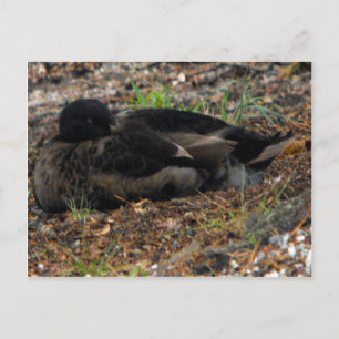 Sleeping Mallard Duck Postcard