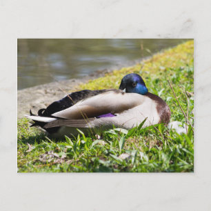Sleeping Mallard Postcard
