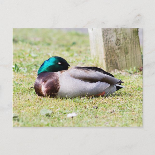 Sleeping Mallard Postcard (Front)