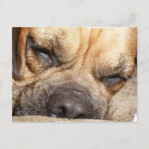 Sleeping Mastiff  Postcard