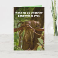 Sleeping Monkey- Wake Me Up When Pandemic Is Over