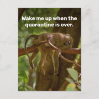 Sleeping Monkey Wake Me Up When Quarantine Is Over