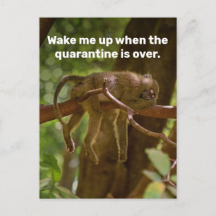 Sleeping Monkey Wake Me Up When Quarantine Is Over Postcard