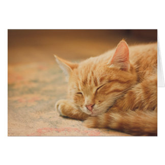 Sleeping Orange Tabby Cat