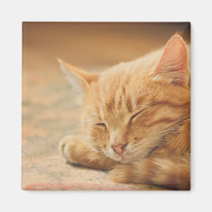 Sleeping Orange Tabby Cat Magnet
