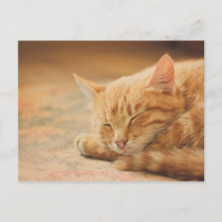 Sleeping Orange Tabby Cat Postcard