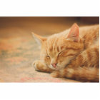 Sleeping Orange Tabby Cat