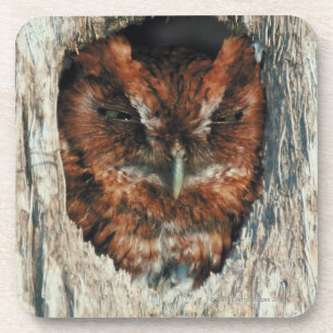 Sleeping Owl in a Tree Coaster