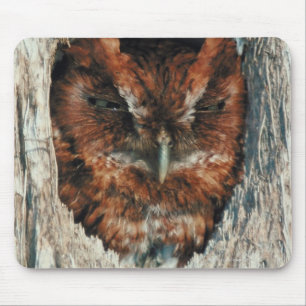 Sleeping Owl in a Tree Mouse Pad