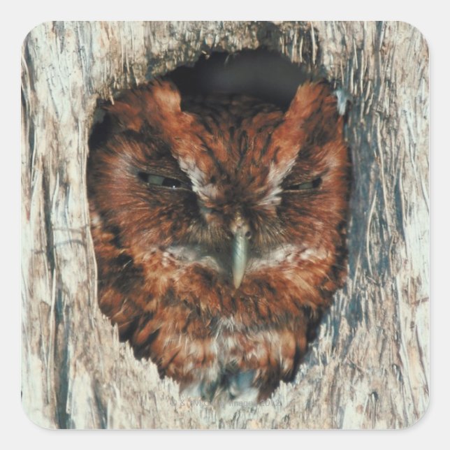 Sleeping Owl in a Tree Square Sticker (Front)