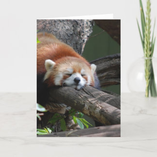 Sleeping Panda Bear  Greeting Card