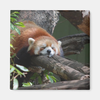 Sleeping Panda Bear Magnet