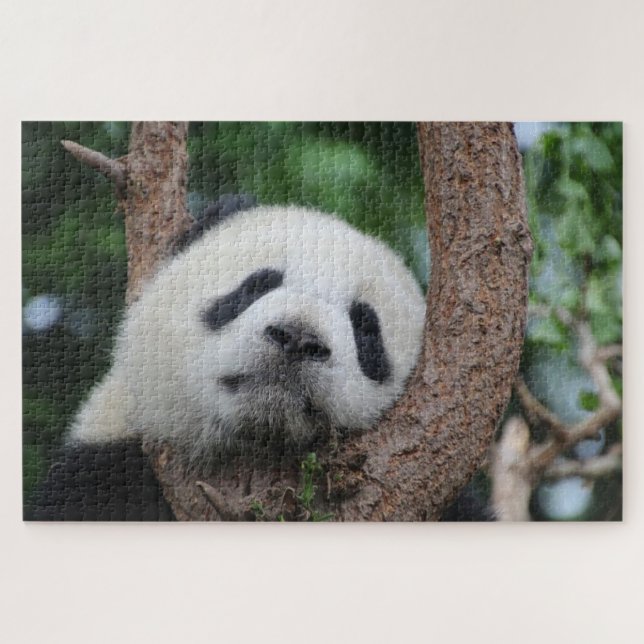 Sleeping panda bear on a tree jigsaw puzzle (Horizontal)