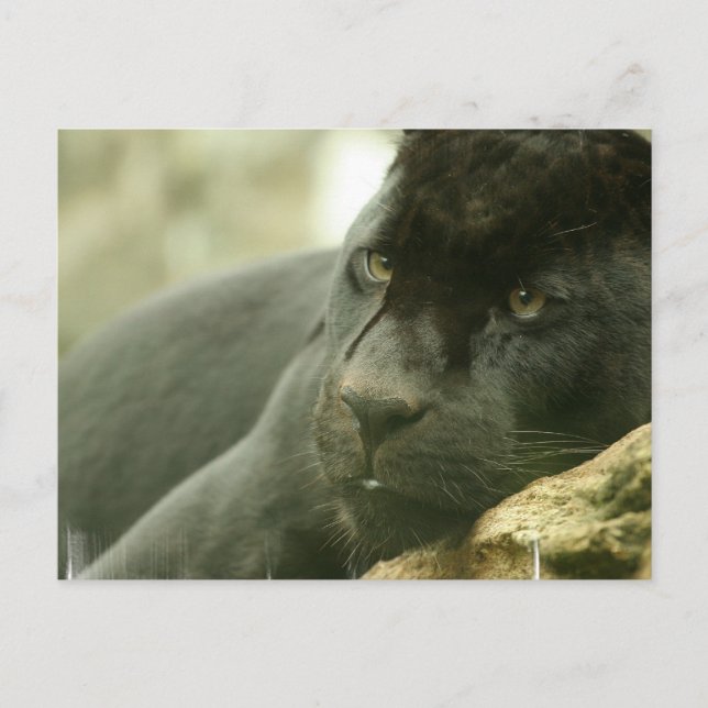 Sleeping Panther Postcards (Front)