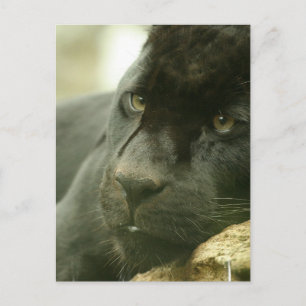 Sleeping Panther Postcards