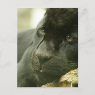 Sleeping Panther Postcards