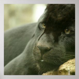 Sleeping Panther Poster