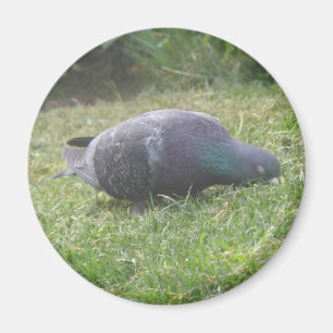 Sleeping Pigeon Magnet
