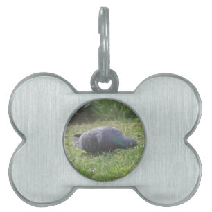 Sleeping Pigeon Pet Tag