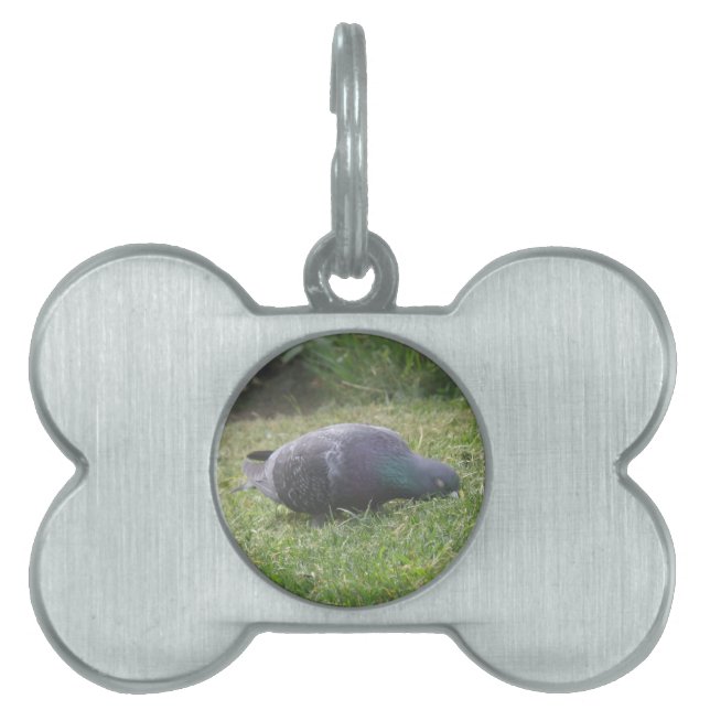 Sleeping Pigeon Pet Tag (Front)