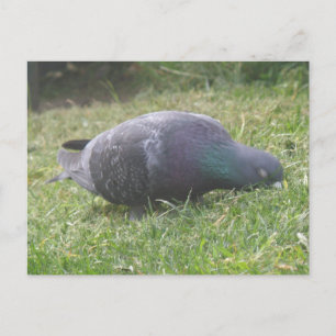 Sleeping Pigeon Postcard