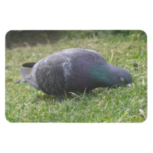 Sleeping Pigeon Premium Magnet