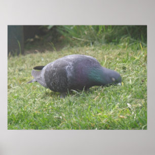 Sleeping Pigeon Print