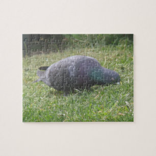 Sleeping Pigeon Puzzle