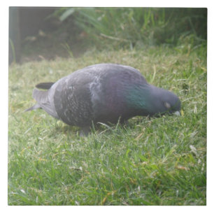 Sleeping Pigeon Tile