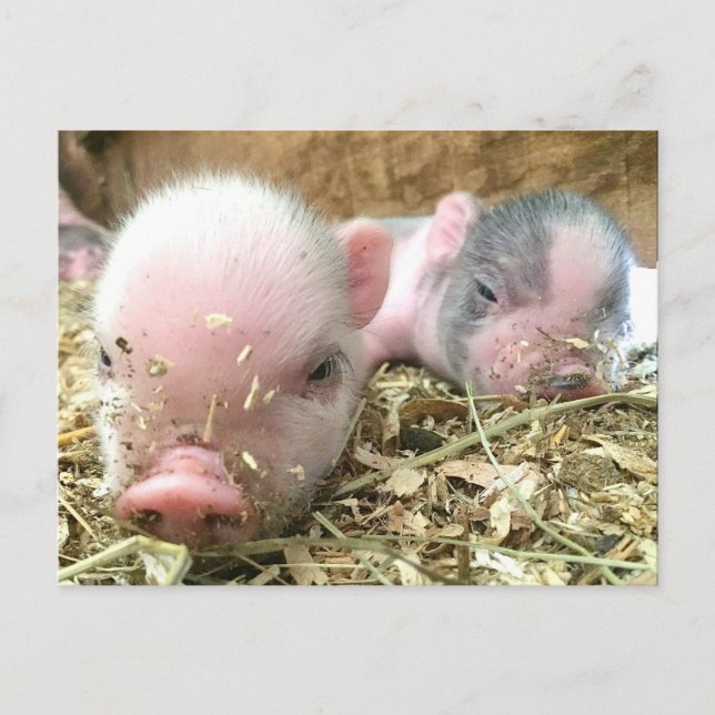 Sleeping Piglets Postcard (Front)