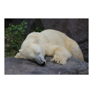 Sleeping Polar Bear Poster