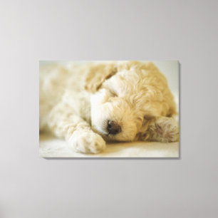Sleeping Poodle puppy 2 Canvas Print